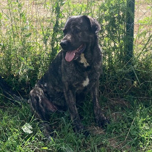 KORA, Hund, Mischlingshund in Kroatien - Bild 4