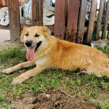 BEN, Hund, Mischlingshund in Kroatien - Bild 2