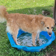 BEN, Hund, Mischlingshund in Kroatien - Bild 3