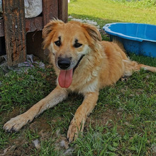 BEN, Hund, Mischlingshund in Kroatien - Bild 4