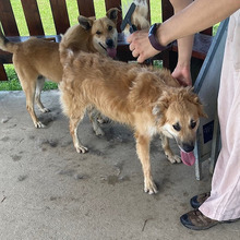 BEN, Hund, Mischlingshund in Kroatien - Bild 6