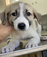 ANAKYN, Hund, Mischlingshund in Griechenland - Bild 10