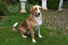 SIMBA, Hund, Beagle-American Foxhound-Mix in Germering