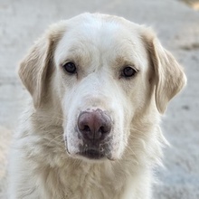 MIRAZ, Hund, Mischlingshund in Griechenland - Bild 1