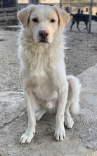 MIRAZ, Hund, Mischlingshund in Griechenland - Bild 2