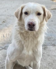 MIRAZ, Hund, Mischlingshund in Griechenland - Bild 3