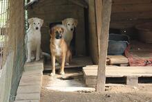 GANESH, Hund, Mischlingshund in Italien - Bild 13