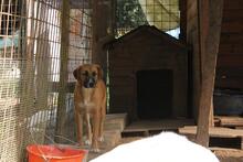 GANESH, Hund, Mischlingshund in Italien - Bild 5