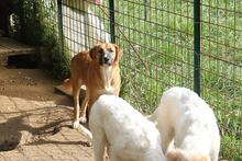 GANESH, Hund, Mischlingshund in Italien - Bild 6