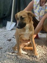 GANESH, Hund, Mischlingshund in Italien - Bild 8