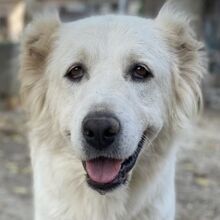 KANKARA, Hund, Mischlingshund in Griechenland - Bild 1