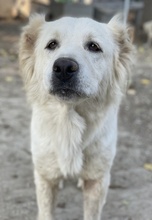 KANKARA, Hund, Mischlingshund in Griechenland - Bild 10