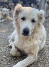 KANKARA, Hund, Mischlingshund in Griechenland - Bild 11