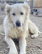 KANKARA, Hund, Mischlingshund in Griechenland - Bild 15