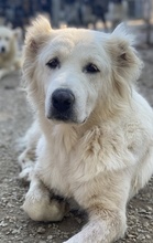 KANKARA, Hund, Mischlingshund in Griechenland - Bild 2