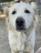 KANKARA, Hund, Mischlingshund in Griechenland - Bild 3