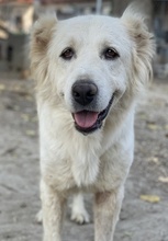 KANKARA, Hund, Mischlingshund in Griechenland - Bild 4