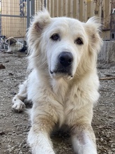 KANKARA, Hund, Mischlingshund in Griechenland - Bild 5