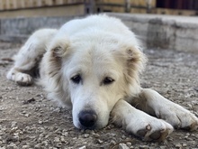 KANKARA, Hund, Mischlingshund in Griechenland - Bild 7