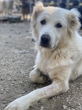 KANKARA, Hund, Mischlingshund in Griechenland - Bild 9