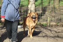 GIMBO, Hund, Golden Retriever-Mix in Italien - Bild 1