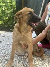 GIMBO, Hund, Golden Retriever-Mix in Italien - Bild 11