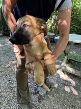 GIMBO, Hund, Golden Retriever-Mix in Italien - Bild 12