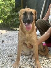 GIMBO, Hund, Golden Retriever-Mix in Italien - Bild 14