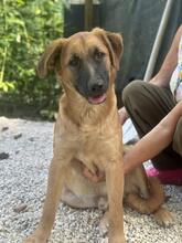 GIMBO, Hund, Golden Retriever-Mix in Italien - Bild 15