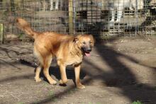 GIMBO, Hund, Golden Retriever-Mix in Italien - Bild 2