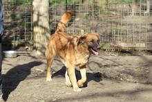 GIMBO, Hund, Golden Retriever-Mix in Italien - Bild 3