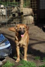 GIMBO, Hund, Golden Retriever-Mix in Italien - Bild 4