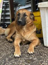 GIMBO, Hund, Golden Retriever-Mix in Italien - Bild 5