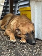 GIMBO, Hund, Golden Retriever-Mix in Italien - Bild 8