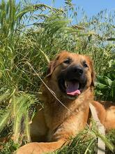 GIMBO, Hund, Mischlingshund in Italien - Bild 1