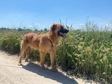 GIMBO, Hund, Mischlingshund in Italien - Bild 11