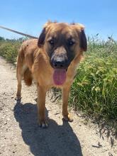 GIMBO, Hund, Mischlingshund in Italien - Bild 14