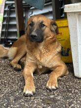 GIMBO, Hund, Mischlingshund in Italien - Bild 19