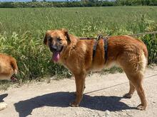 GIMBO, Hund, Mischlingshund in Italien - Bild 2