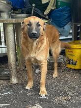 GIMBO, Hund, Mischlingshund in Italien - Bild 20