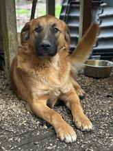 GIMBO, Hund, Mischlingshund in Italien - Bild 23