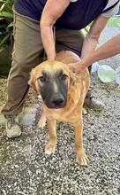 GIMBO, Hund, Mischlingshund in Italien - Bild 24
