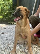 GIMBO, Hund, Mischlingshund in Italien - Bild 27