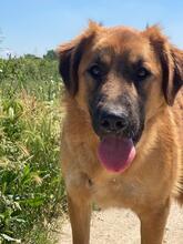 GIMBO, Hund, Mischlingshund in Italien - Bild 3