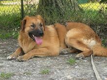 GIMBO, Hund, Mischlingshund in Italien - Bild 4
