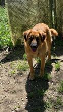 GIMBO, Hund, Mischlingshund in Italien - Bild 5