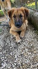 GIMBO, Hund, Mischlingshund in Italien - Bild 7