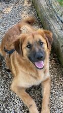 GIMBO, Hund, Mischlingshund in Italien - Bild 8