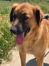 GIMBO, Hund, Mischlingshund in Italien - Bild 9