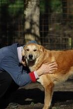 GORAN, Hund, Golden Retriever-Mix in Italien - Bild 1